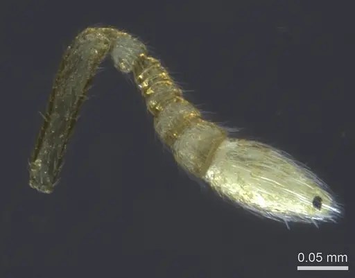 Prionopelta laurae - CASENT0141731