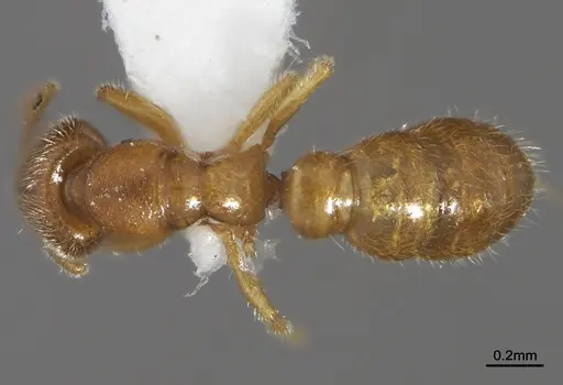 Prionopelta menininha specimen