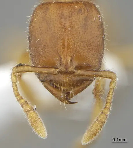 Prionopelta menininha specimen