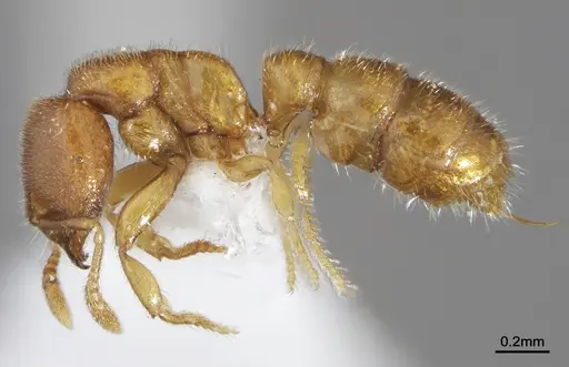 Prionopelta menininha specimen