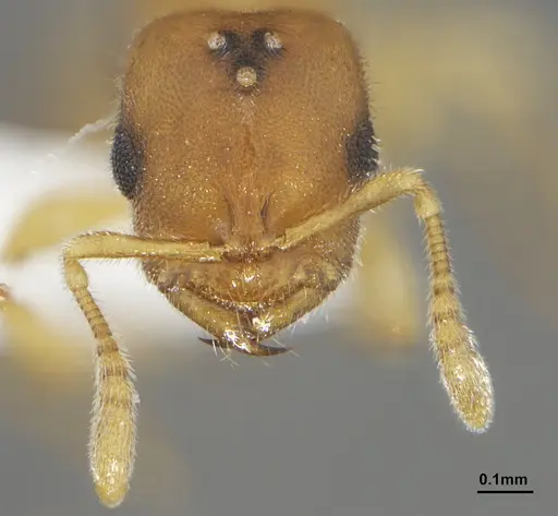 Prionopelta minuta specimen