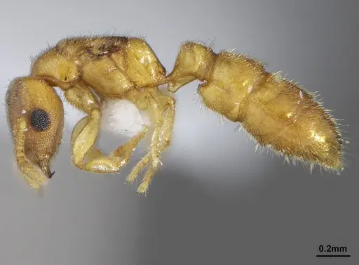 Prionopelta minuta specimen