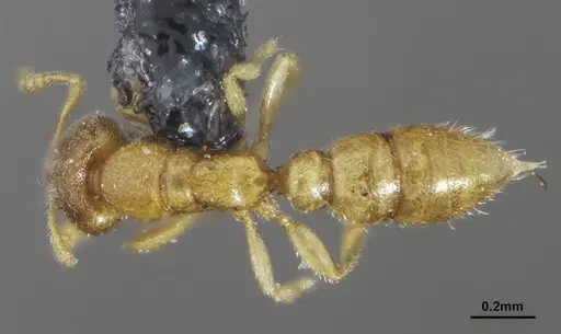 Prionopelta minuta - ANTWEB1041475