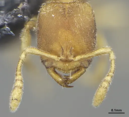 Prionopelta minuta - ANTWEB1041475
