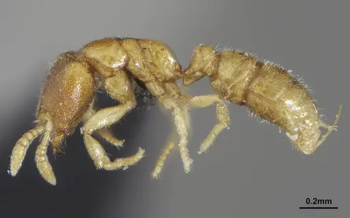 Prionopelta minuta - ANTWEB1041475