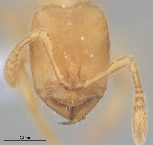 Prionopelta minuta - ANTWEB1053839