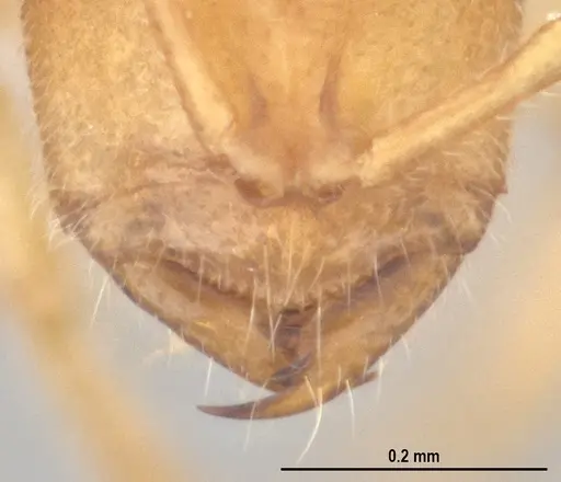 Prionopelta minuta - ANTWEB1053839