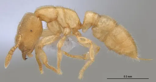 Prionopelta minuta - ANTWEB1053839