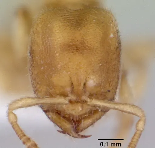 Prionopelta minuta - CASENT0172311