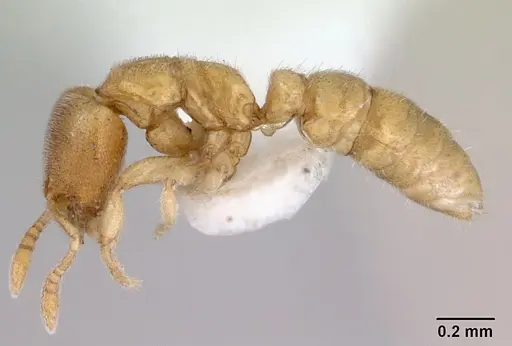 Prionopelta minuta - CASENT0172311