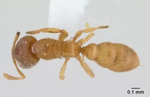 Prionopelta minuta - CASENT0179474