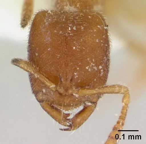 Prionopelta minuta - CASENT0179474