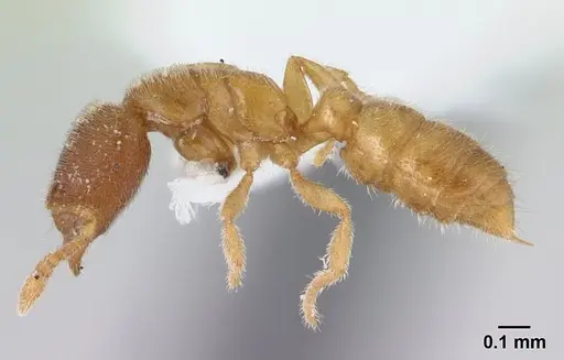 Prionopelta minuta - CASENT0179474