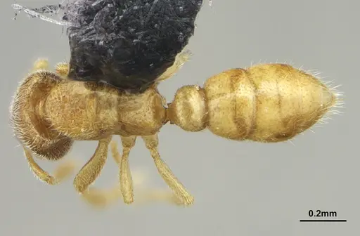 Prionopelta minuta - DZUP549780