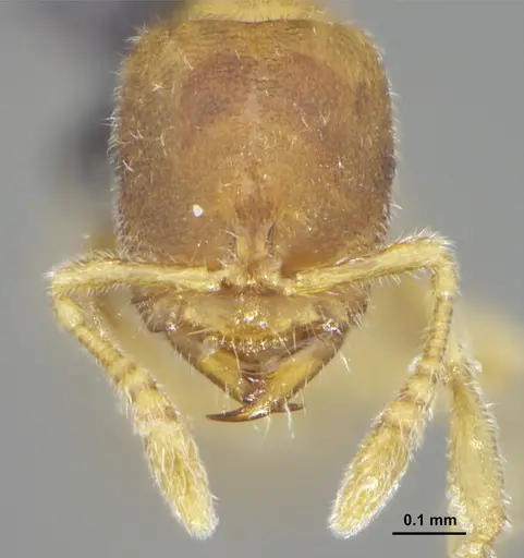 Prionopelta minuta - DZUP549780