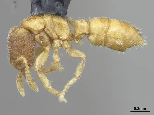 Prionopelta minuta - DZUP549780