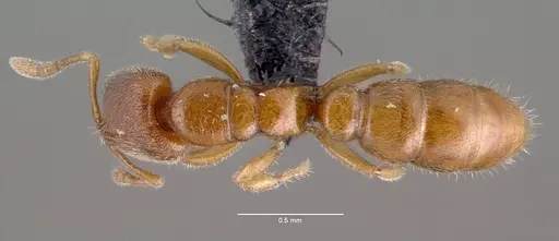 Prionopelta modesta specimen