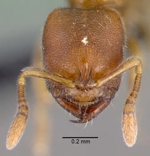 Prionopelta modesta specimen