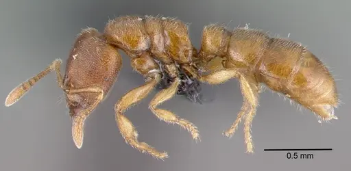 Prionopelta modesta specimen