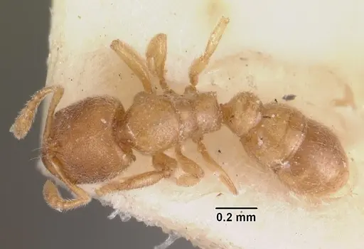 Prionopelta modesta - CASENT0102527