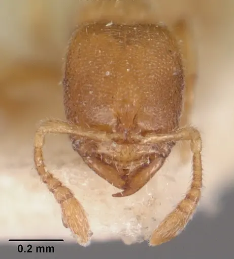 Prionopelta modesta - CASENT0102527