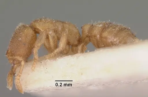 Prionopelta modesta - CASENT0102527