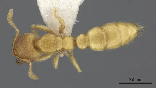 Prionopelta modesta - CASENT0260466