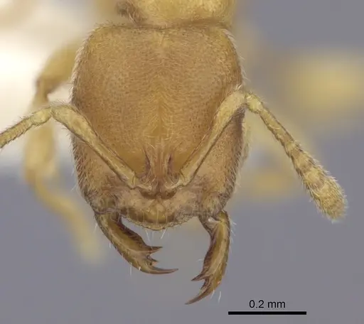 Prionopelta modesta - CASENT0260466