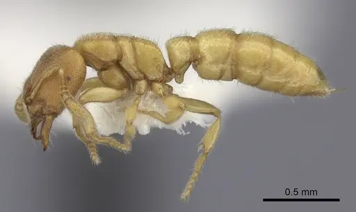 Prionopelta modesta - CASENT0260466