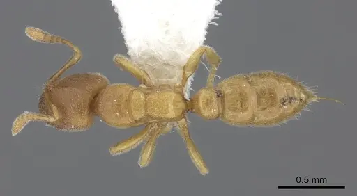 Prionopelta modesta - CASENT0260467