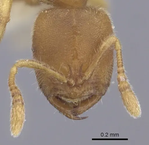 Prionopelta modesta - CASENT0260467