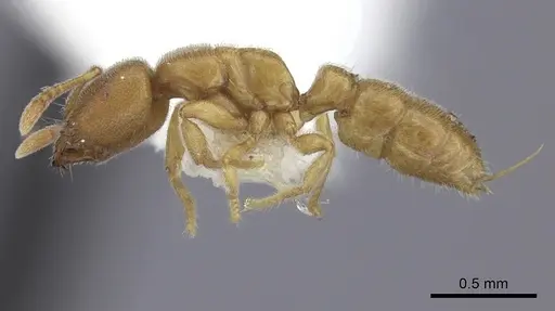 Prionopelta modesta - CASENT0260467