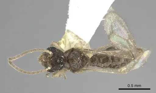 Prionopelta modesta - CASENT0615793