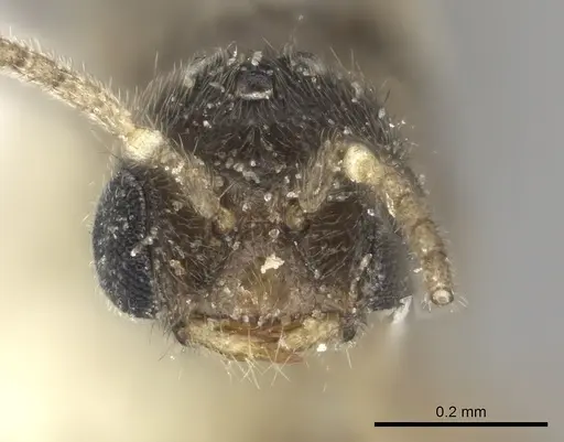 Prionopelta modesta - CASENT0615793