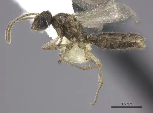 Prionopelta modesta - CASENT0615793