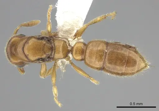 Prionopelta modesta - CASENT0618342