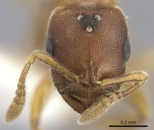 Prionopelta modesta - CASENT0618342