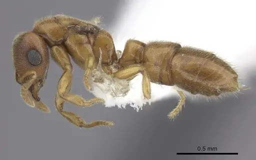 Prionopelta modesta - CASENT0618342