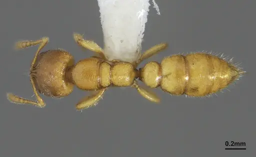 Prionopelta modesta - CASENT0636747