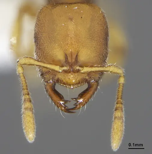 Prionopelta modesta - CASENT0636747