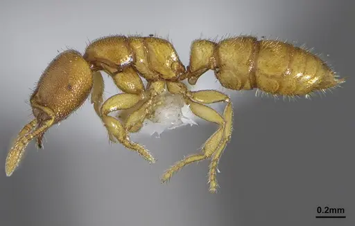 Prionopelta modesta - CASENT0636747