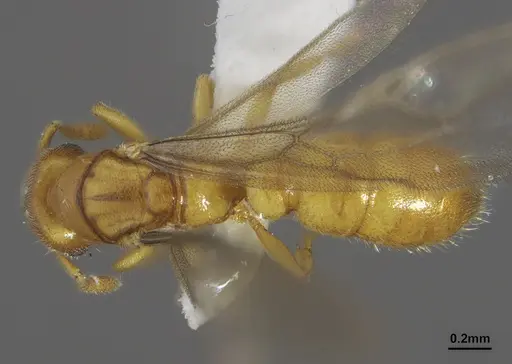 Prionopelta modesta - CASENT0640598