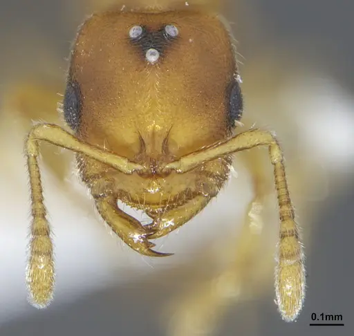 Prionopelta modesta - CASENT0640598