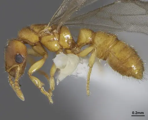 Prionopelta modesta - CASENT0640598