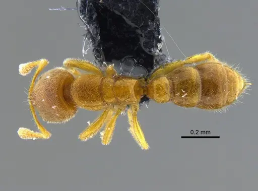 Prionopelta modesta - CBUMAGENT42080