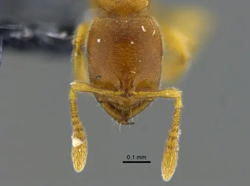 Prionopelta modesta - CBUMAGENT42080