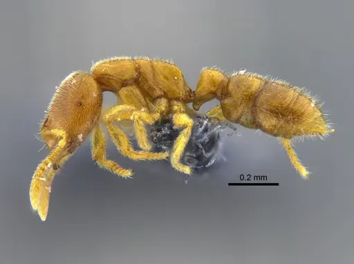 Prionopelta modesta - CBUMAGENT42080