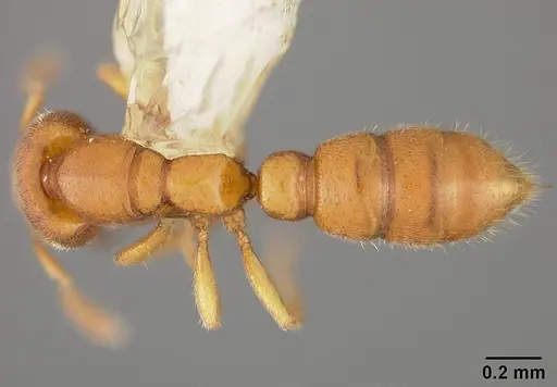 Prionopelta modesta - USNMENT00418417