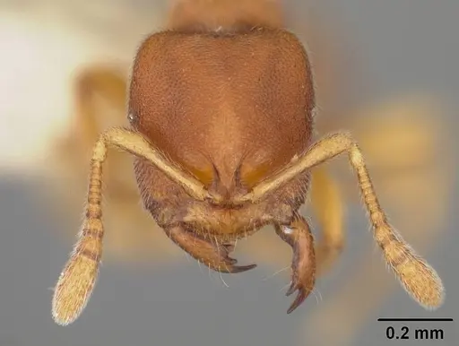 Prionopelta modesta - USNMENT00418417