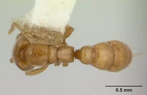Prionopelta nominata specimen